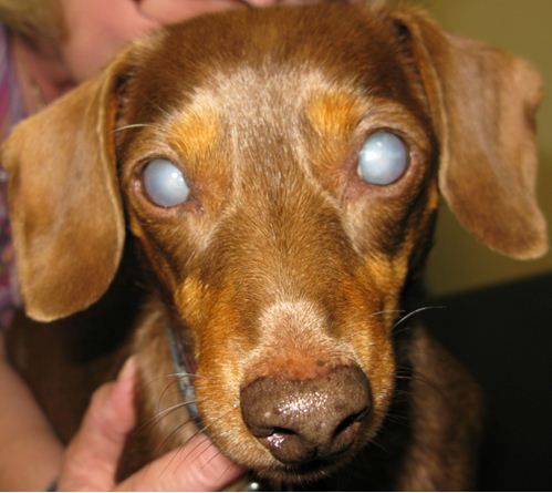Cataract Surgery For Dogs With Diabetes