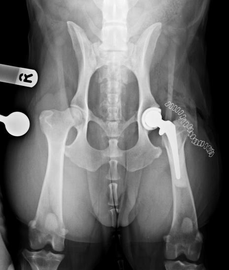 Dog post total hip replacement