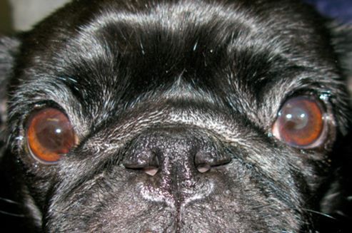 Pigmentary Keratitis In Pugs | Pug Eye 