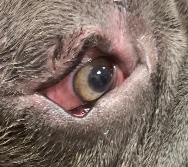 Close up of right eye