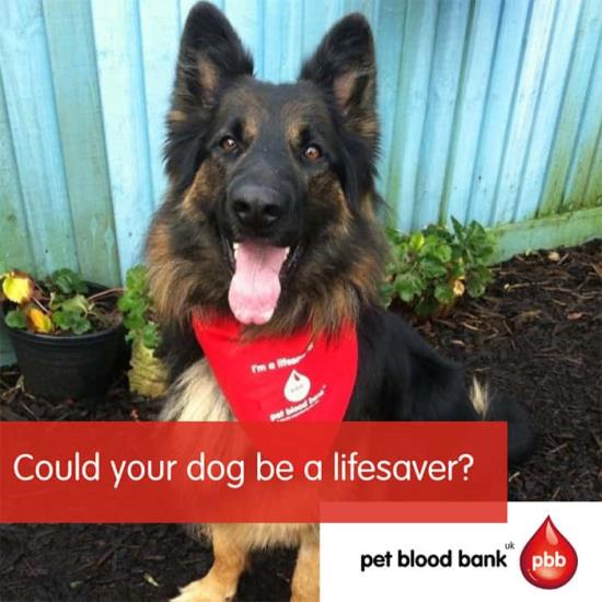 Pet Blood Bank donation session | News | Eastcott Referral