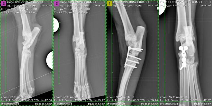 Treating polytrauma in a cat during lockdown