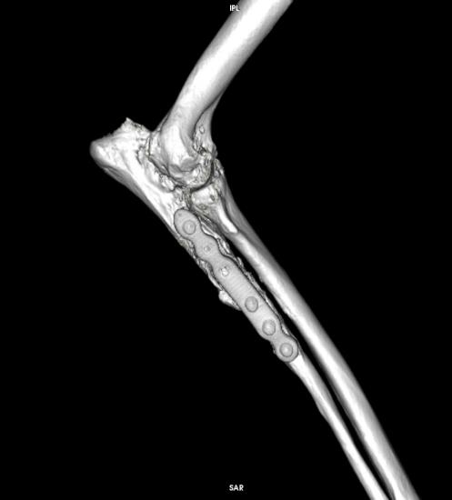 Proximal Abducting Ulnar Osteotomy (PAUL) in dogs