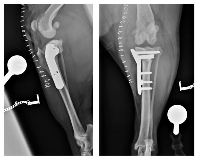 Cranial cruciate ligament rupture