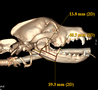 Lateral 3 dimensional CT scan