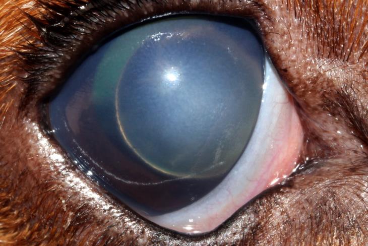 ALL Secondary to Glaucoma in Dog