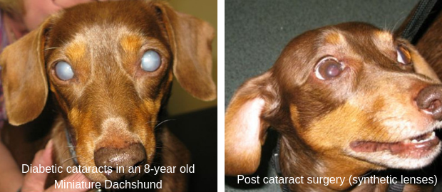 Dachshund diabetic cataract surgery