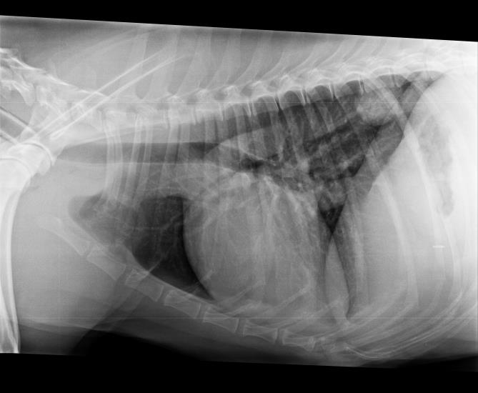 Lateral thoracic radiograph showing pulmonary mass caudodorsal thorax