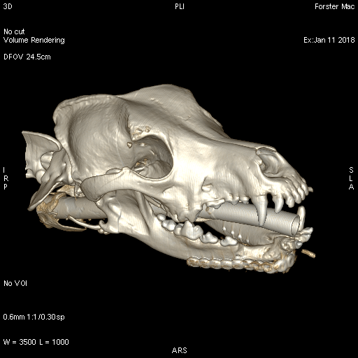 CT after mandibular reconstruction in dog