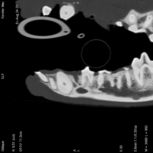 Vet Referrals for Oral Surgery Wiltshire