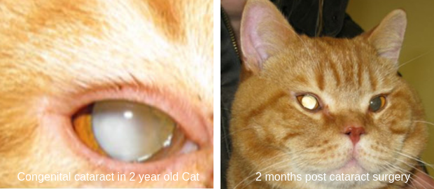 Cat Congenital Cataract Removal