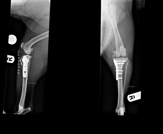 Cranial Closing Wedge Ostectomy 