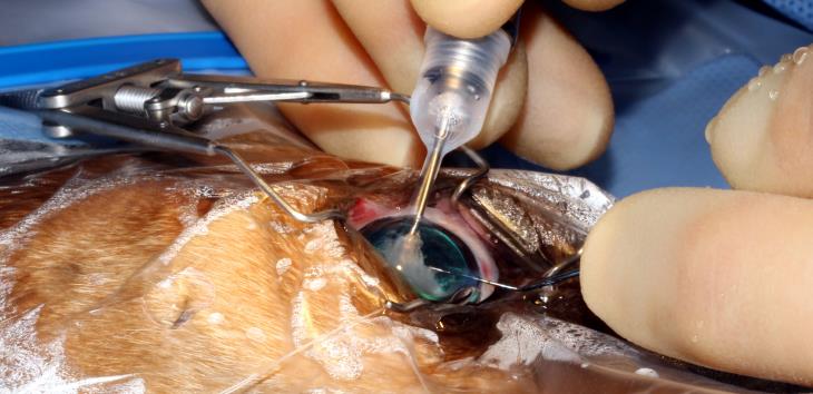 Dog phaco aspiration of cataract