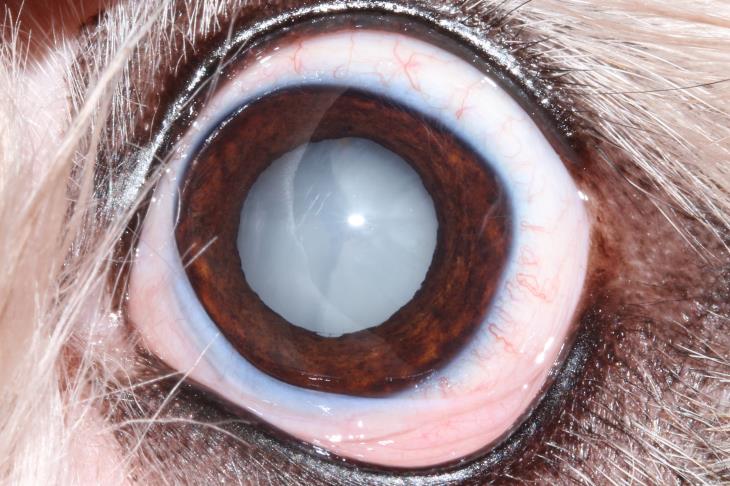 mature diabetic cataract in a dog prior to treatment