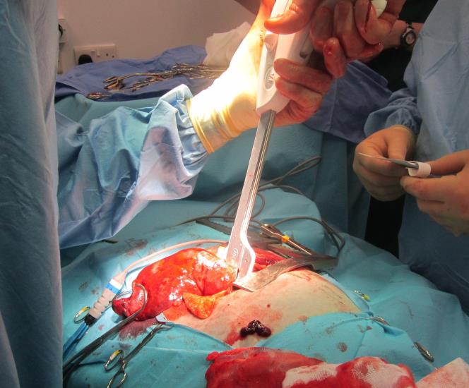 Lung tumour removal in a dog