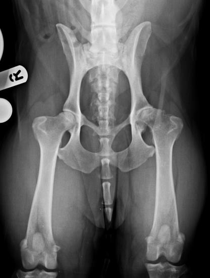 Total Hip Replacement referrals Swindon Wiltshire