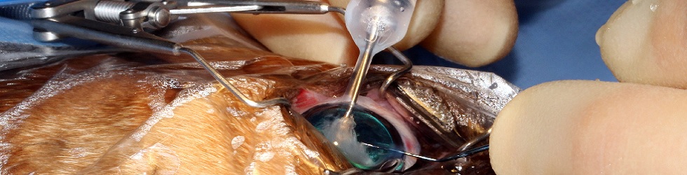 Veterinary Referrals Swindon | Swindon Vet Referrals