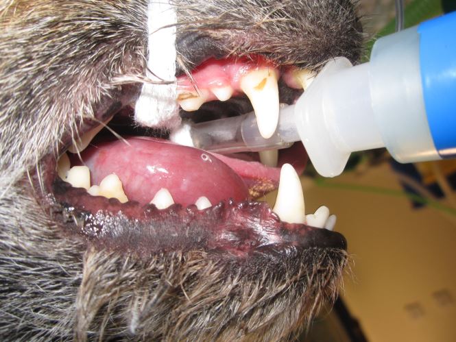 Salivary Mucocele Dog Dog Sialocele Eastcott Referrals