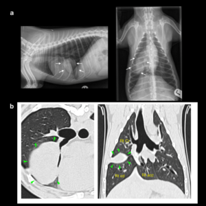 is lung cancer painful for dogs