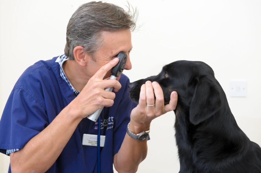 How to apply eye ointment-resized