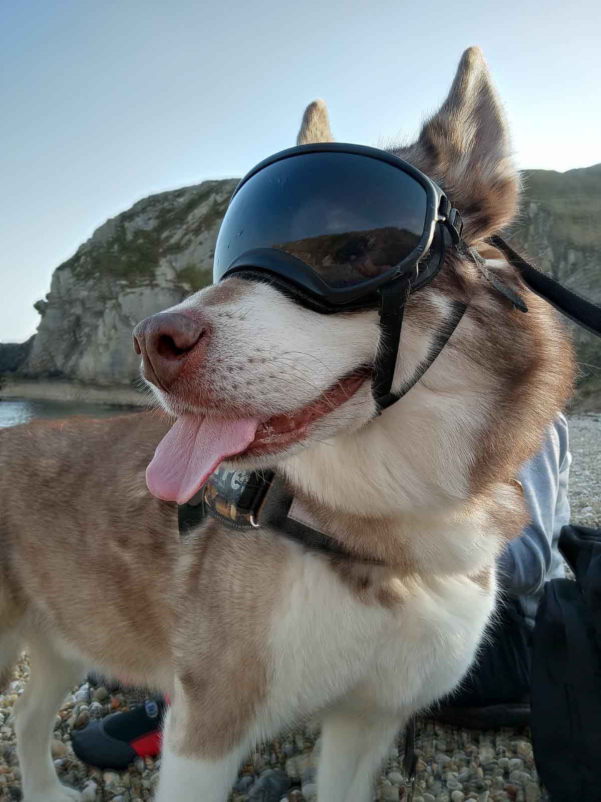 can dogs wear goggles