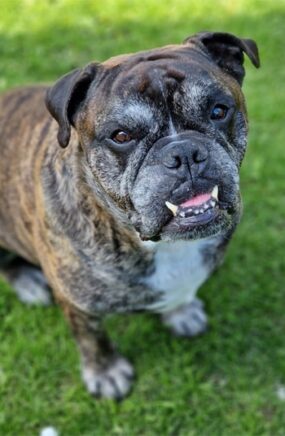 ct scan of dogs heart after life saving surgery - stanley