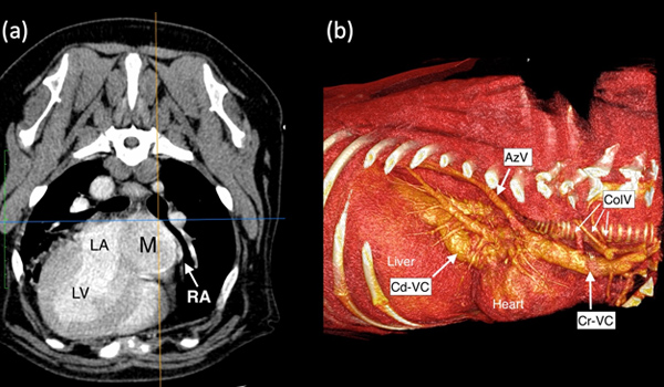 ct scan of dogs heart after life saving surgery