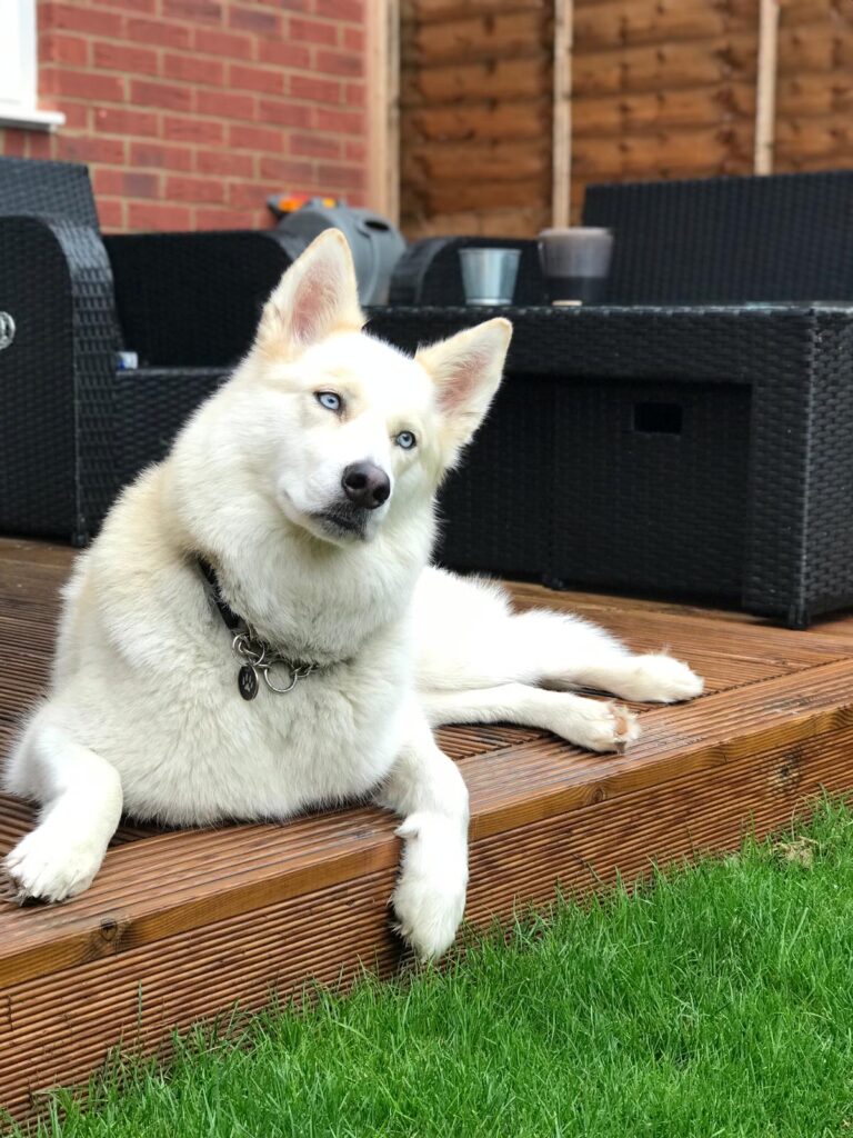 white husky dog sitting on wooden flooring outdoors