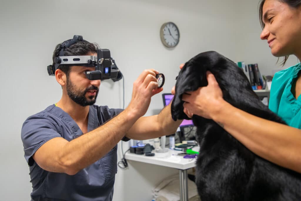 eddie performing care at eastcott vets