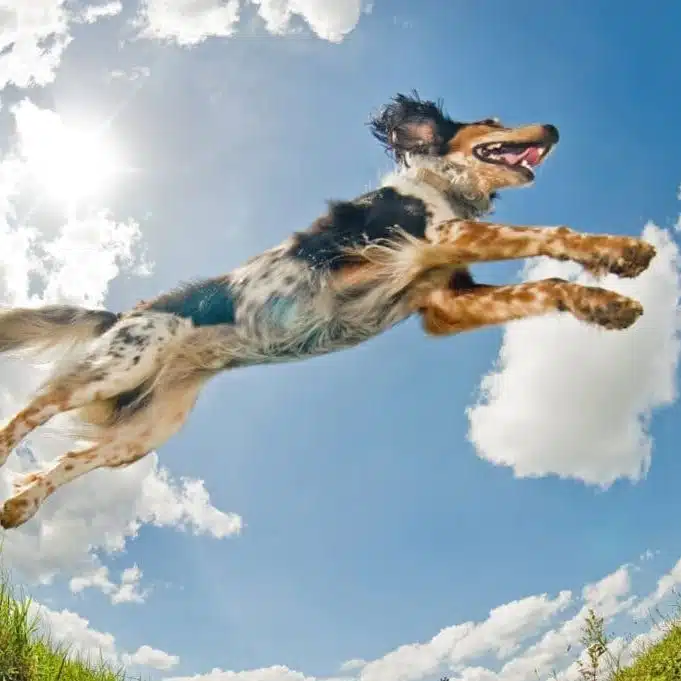 view from underneath of a dog jumping with a blue sky background