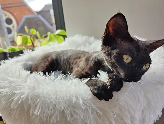 Jester the cat recovering well