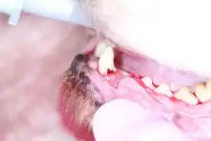 Dog canine tooth with resorption evident just above the gum line