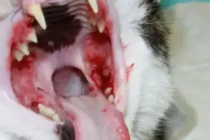 This image shows the intense oral inflammation and ulceration so common in FCGS