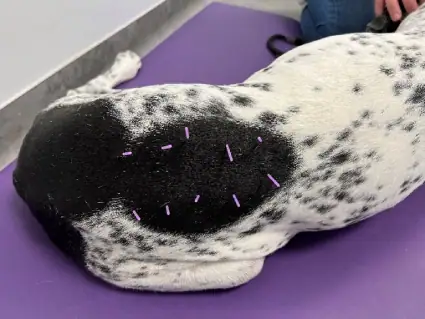 A dog going through acupuncture