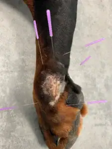 Dog having acupuncture in the leg