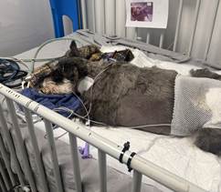 Suzie being monitored