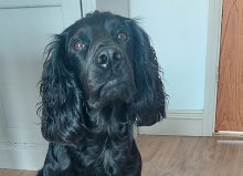 black dog with long floppy ears
