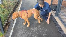 nurse checking back legs of a dog outdoors