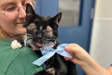 Cat called Stan following bilateral eye surgery