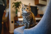 Cute Tabby Cat Sitting on a Chair in Living Room