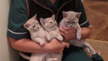 3 cats being held