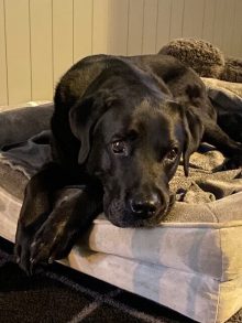 black dog laying in its bed