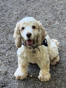 small white dog sitting on the floor outside