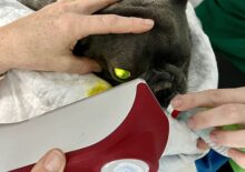 New cutting edge equipment treating eye defects at Swindon animal hospital