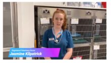 RVN Jasmine Kilpatrick gives an insight in to the work our nurses do