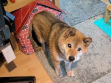 Kenji standing in a dog house