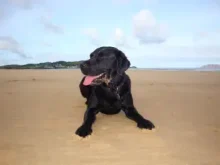 Murphy lying down on the beach