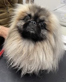 small fluffy cream and black dog post surgery