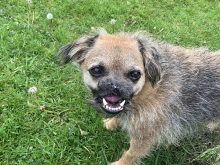 Yogi dog with no nose